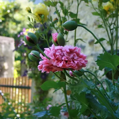Oda ve Kahvaltı Lily Voyage